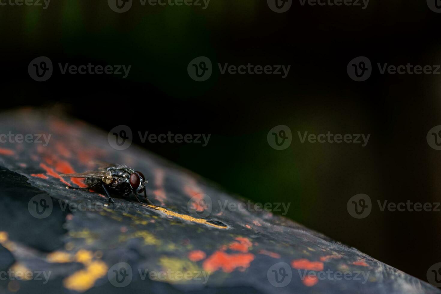 Fly on a wooden surface in the rainforest photo