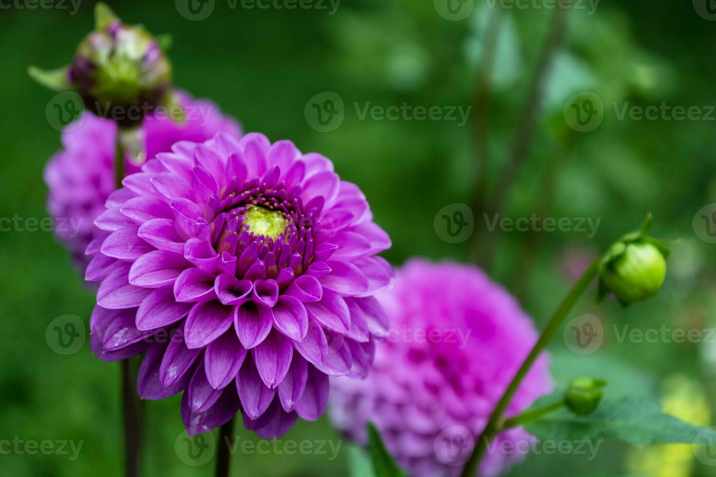 Beautiful blooming purple dahlia flowers in the garden on a green background, close-up photo