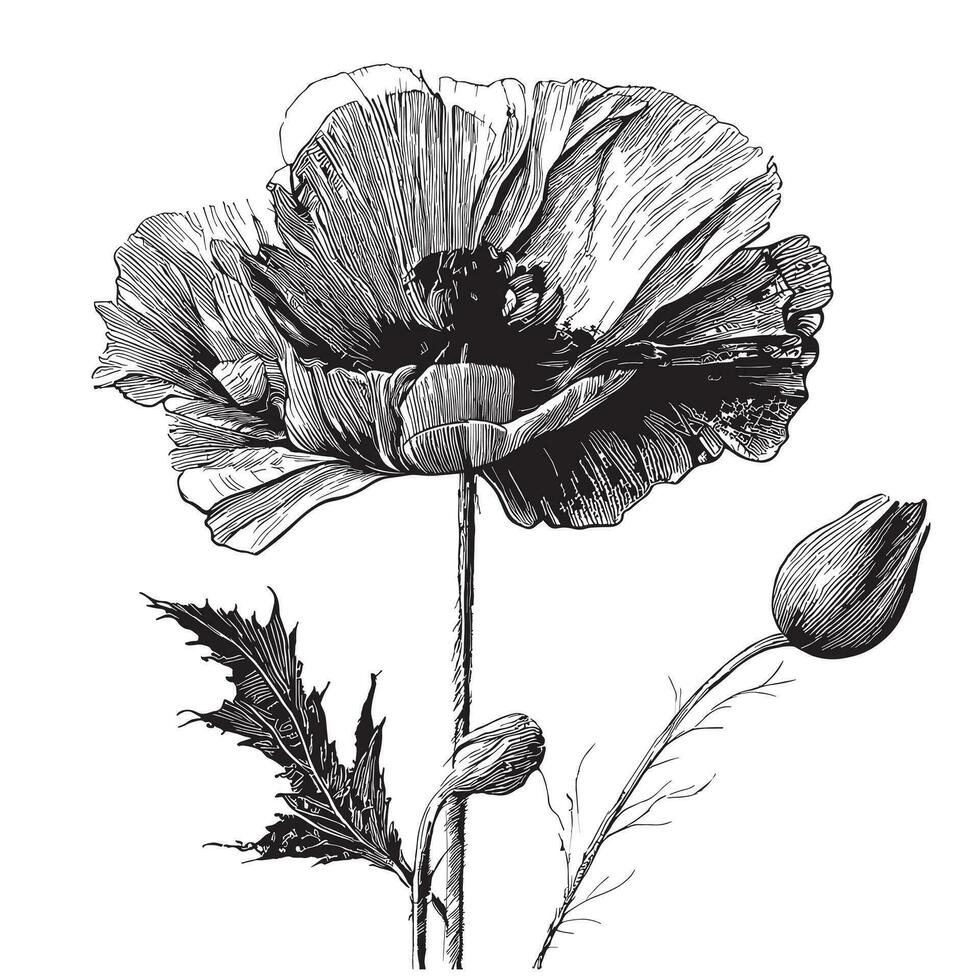 Poppy flower hand drawn sketch in doodle style Vector illustration
