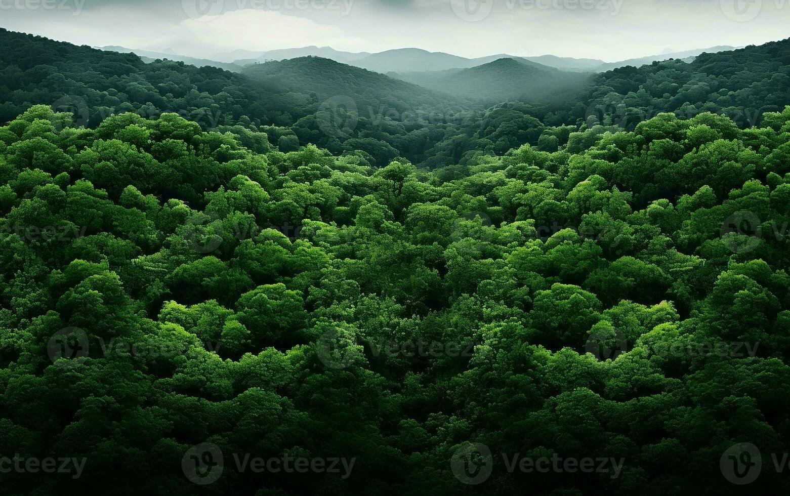 Green Forest, Aerial view photo