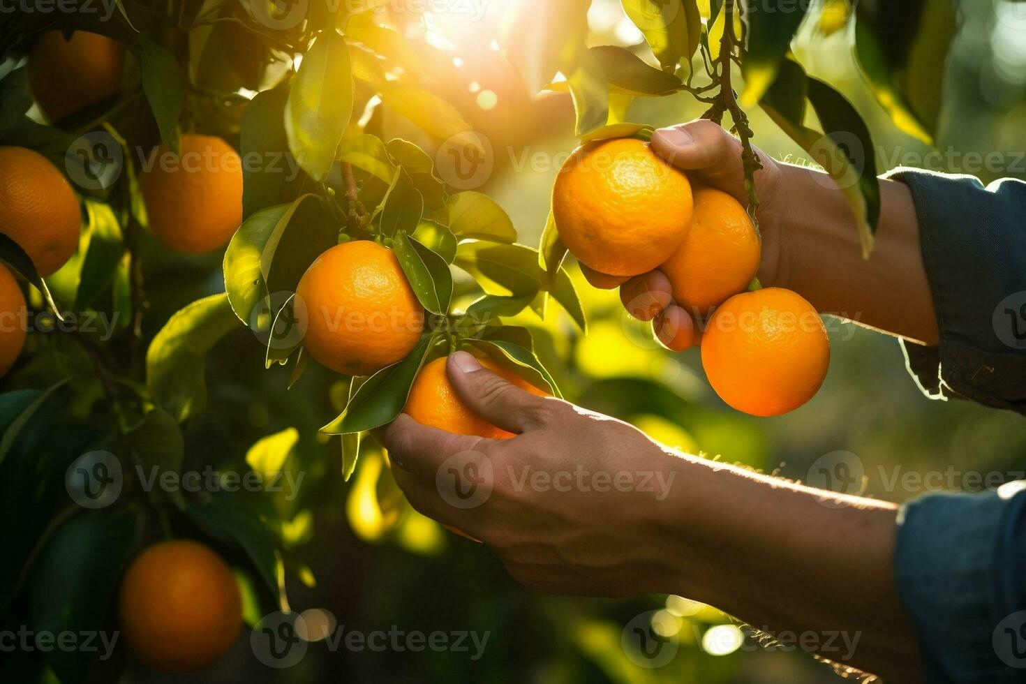 Farmer's Hands Harvesting Ripe Oranges from the Orchard Photo, Generative Ai photo