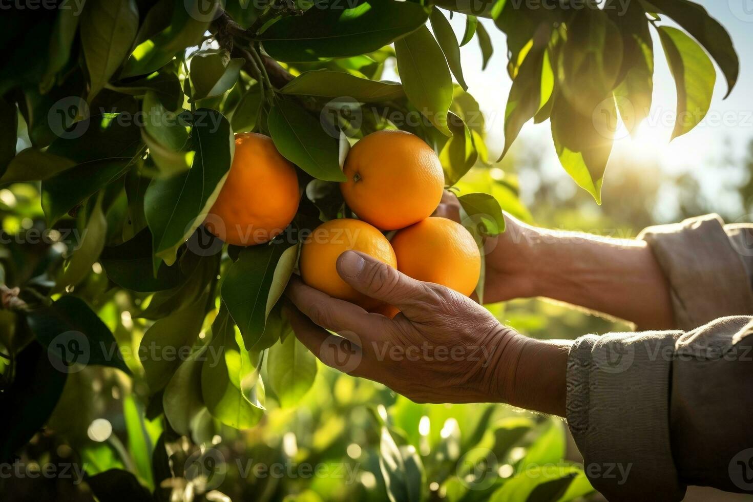 Farmer's Hands Harvesting Ripe Oranges from the Orchard Photo, Generative Ai photo