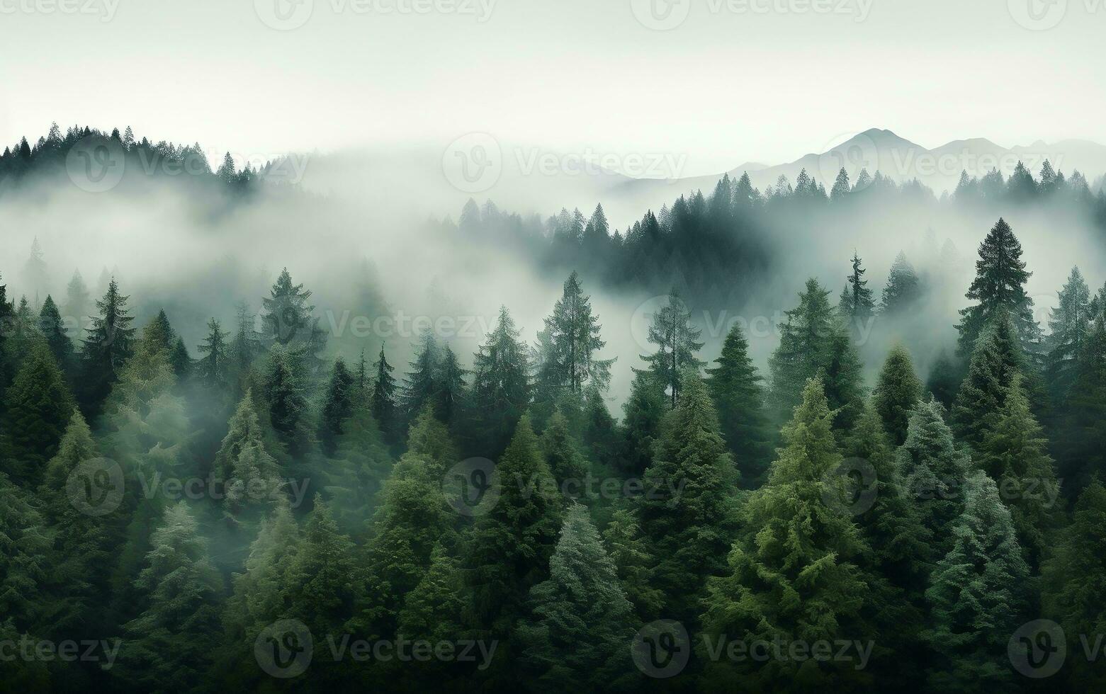 Evergreen forest background with the tops of tall trees