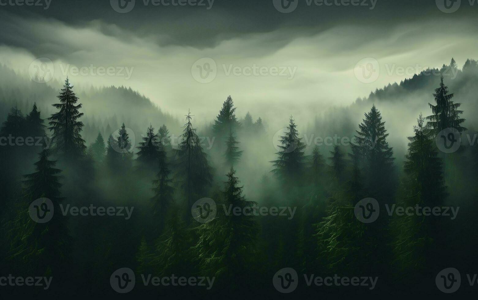 FORESTフォレスト Evergreen forest background with the tops of tall trees