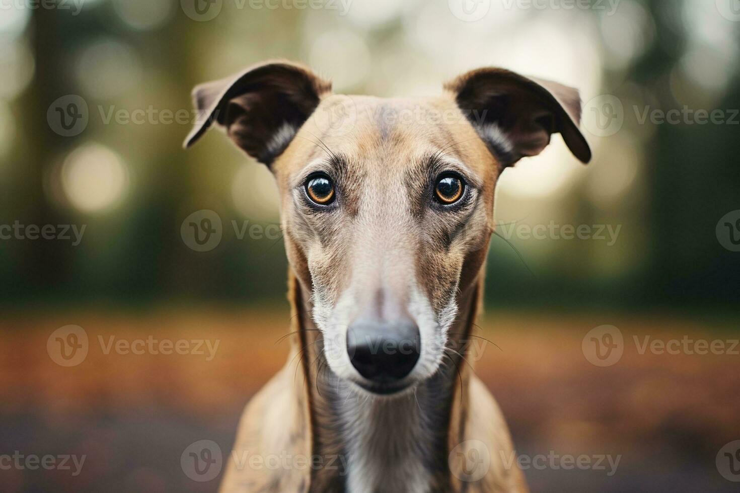 Closeup of a Greyhound Outdoors. Generative By Ai photo