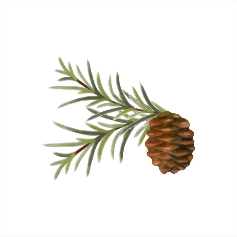 Hand drawn and hand painted with watercolor effect pine cone with conifer branch. Christmas and New Year green conifer plant elements. Tree Art Design. Isolated on white background. vector