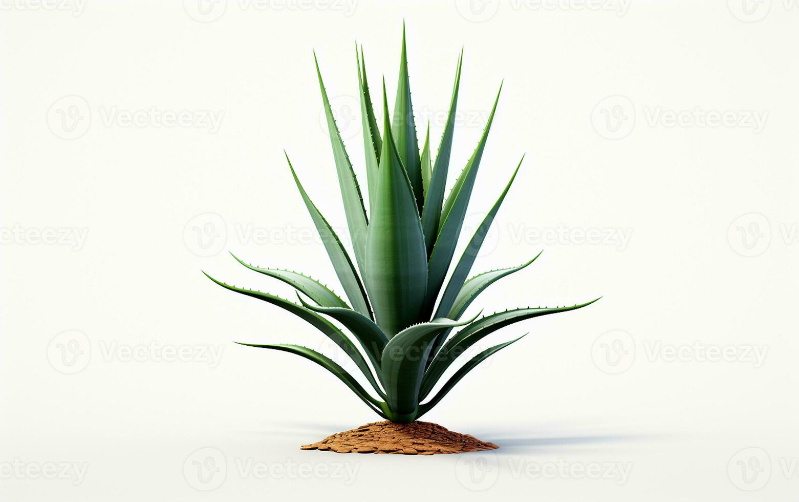 Agave Plant on a White Background Minimalist Botanical Elegance. Generative By Ai photo