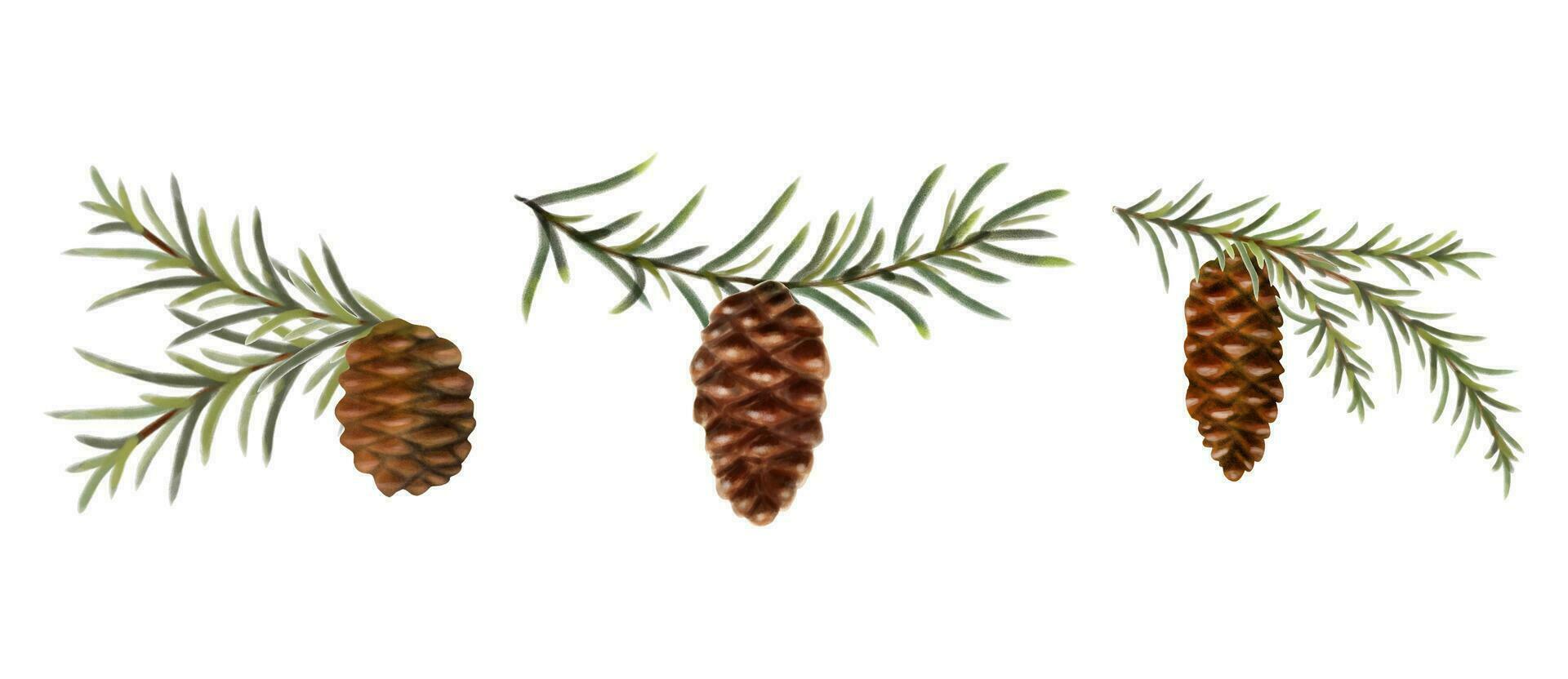 Set of hand drawn and hand painted with watercolor effect pine cone with conifer branch. Christmas and New Year green conifer plant elements. Tree Art Design. Isolated on white background. vector