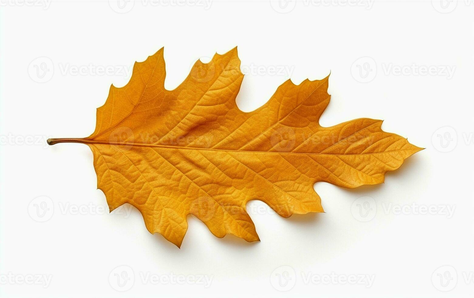Dry Yellow Oak Leaf on a White Background. Generative By Ai photo