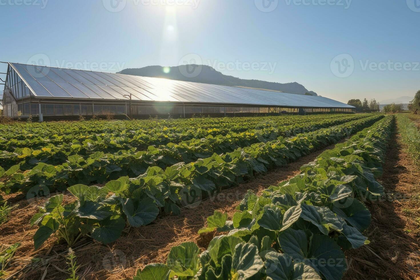 Farm with solar panels. Sustainable farming, crop growth under solar panels. Generative AI photo