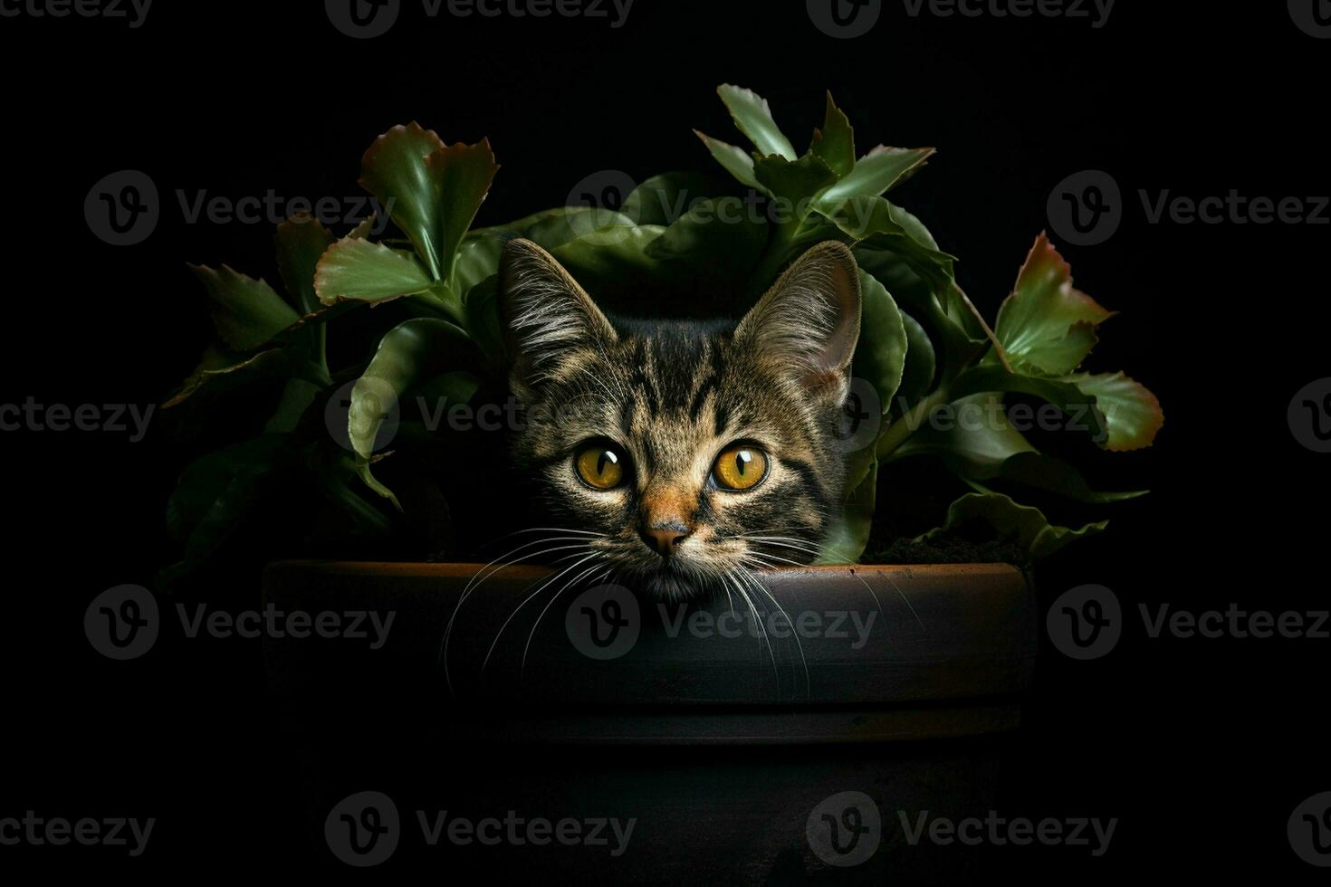 Portrait of a cute cat in a pot on a black background. ai generated pro photo