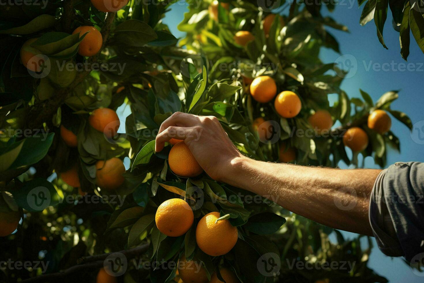 Farmer harvesting oranges on a citrus tree in Sicily, Italy. ai generated pro photo