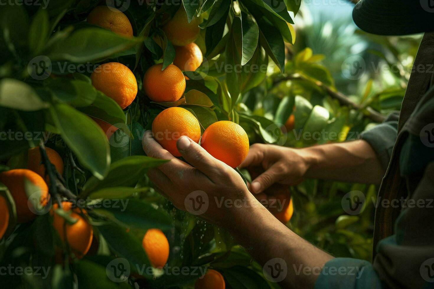 Farmer harvesting oranges on a citrus tree in Sicily, Italy. ai generated pro photo