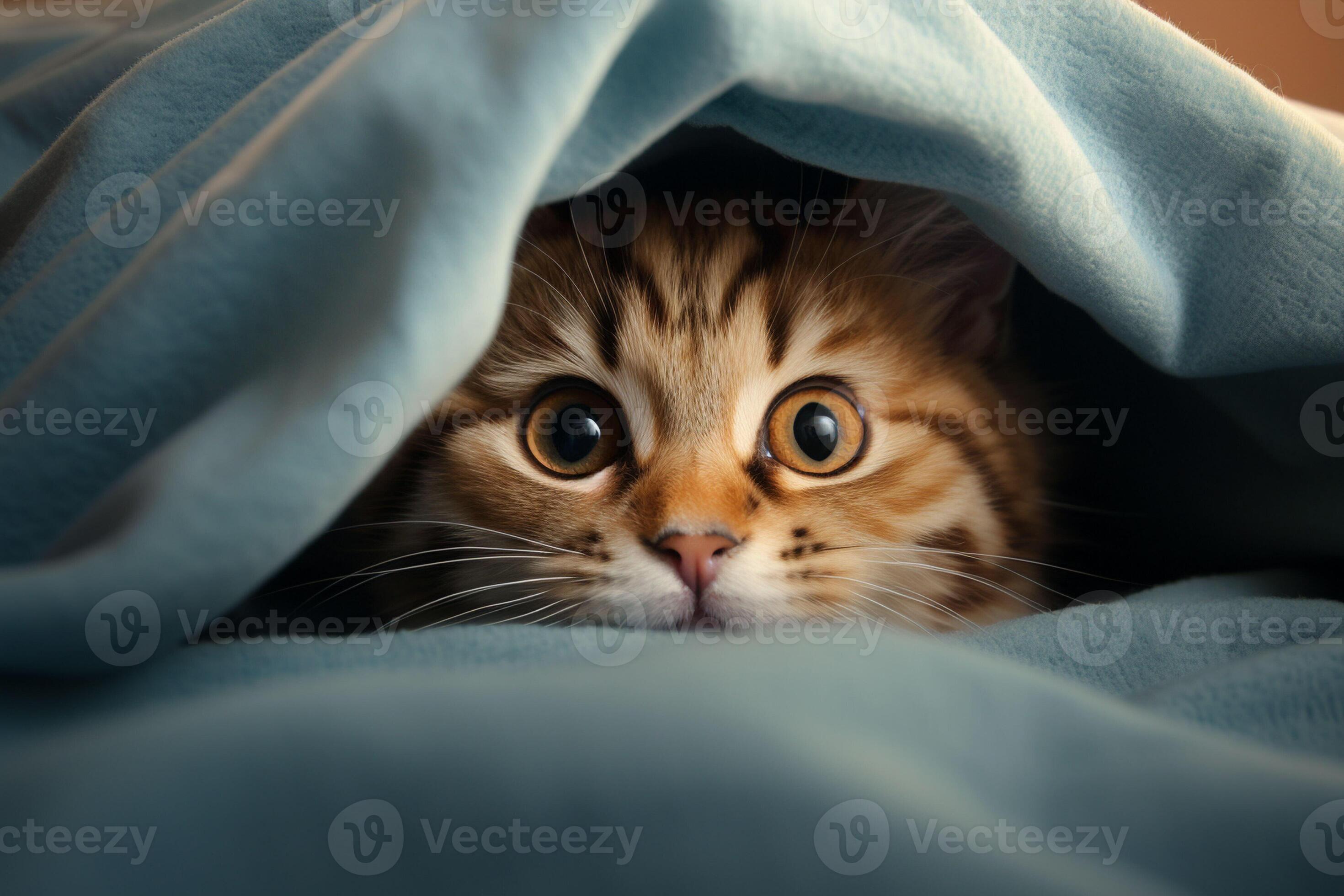 Cute tabby cat hiding under blanket on bed, closeup. Ai generated pro