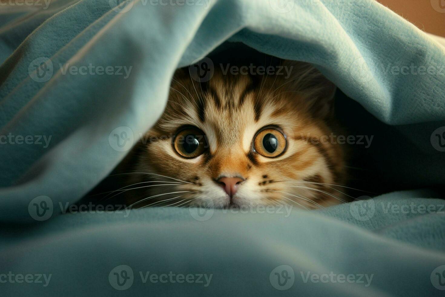 Cute tabby cat hiding under blanket on bed, closeup. Ai generated pro photo