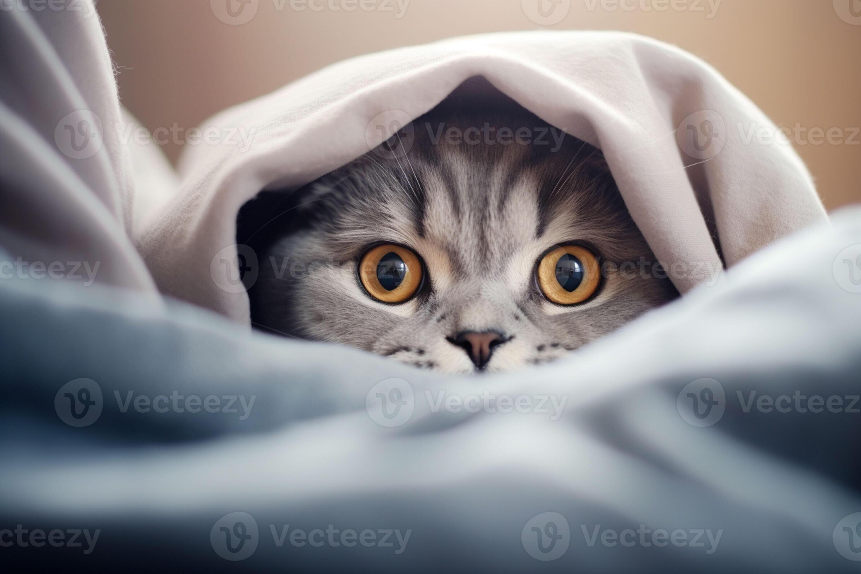 Cute tabby cat hiding under blanket on bed, closeup. Ai generated pro