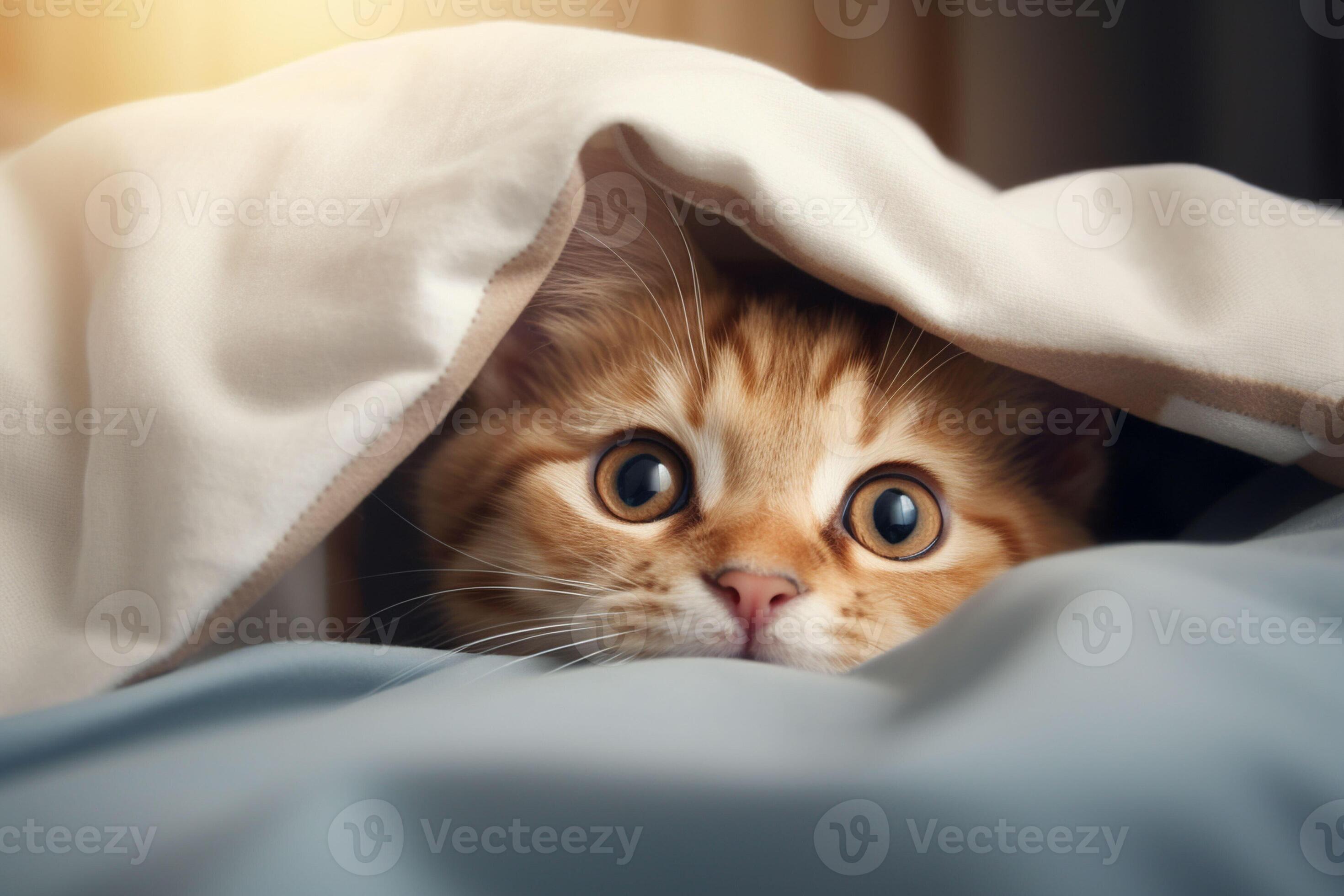 Cute tabby cat hiding under blanket on bed, closeup. Ai generated pro