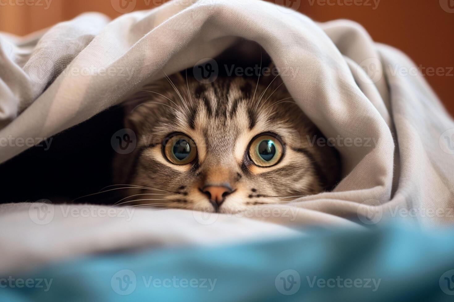 Cute tabby cat hiding under blanket on bed, closeup. Ai generated pro
