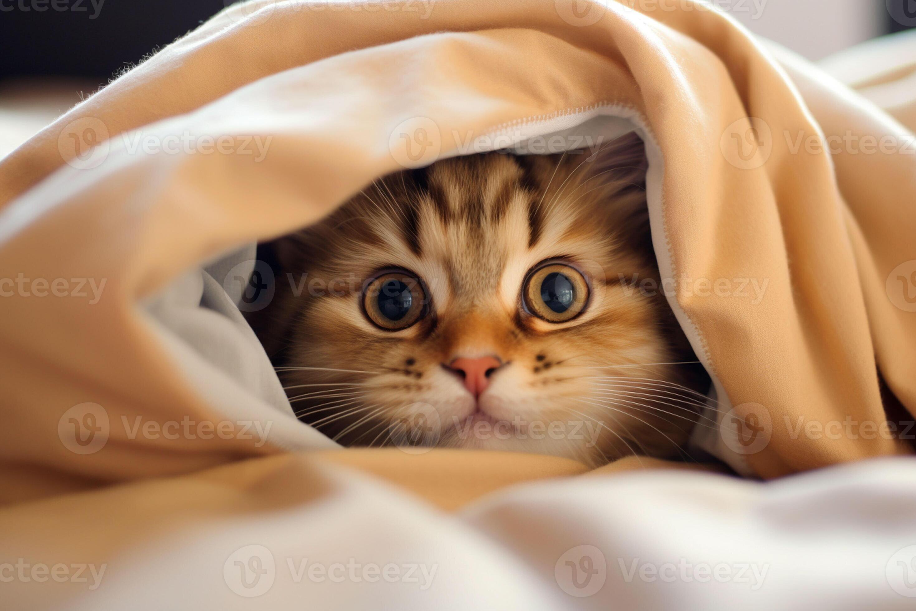 Cute tabby cat hiding under blanket on bed, closeup. Ai generated pro