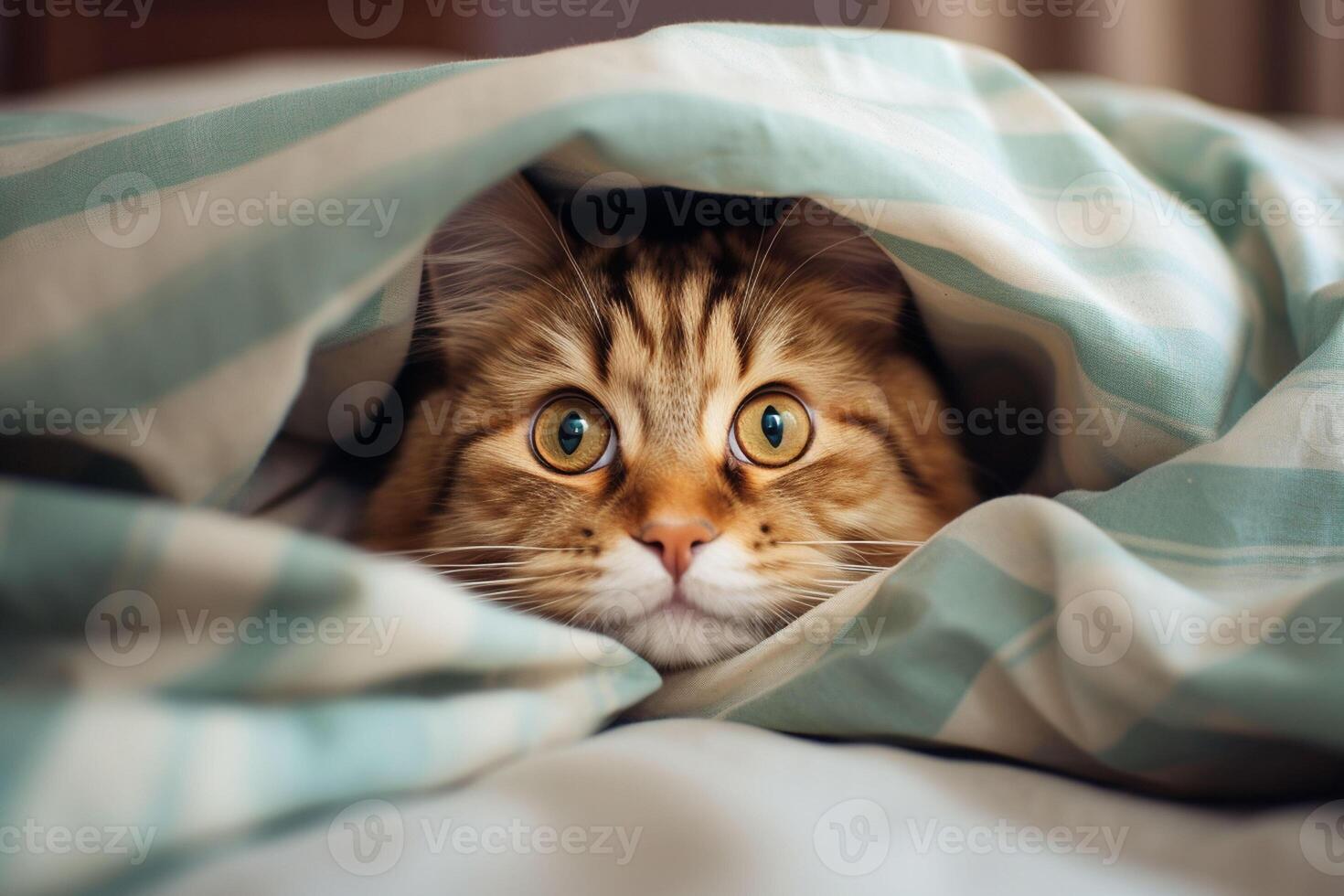 Cute tabby cat hiding under blanket on bed, closeup. Ai generated pro photo 29547627 Stock Photo
