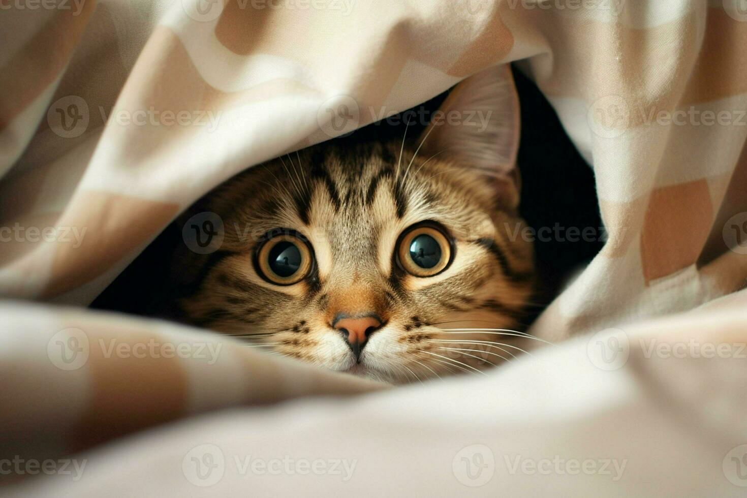 Cute tabby cat hiding under blanket on bed, closeup. Ai generated pro photo