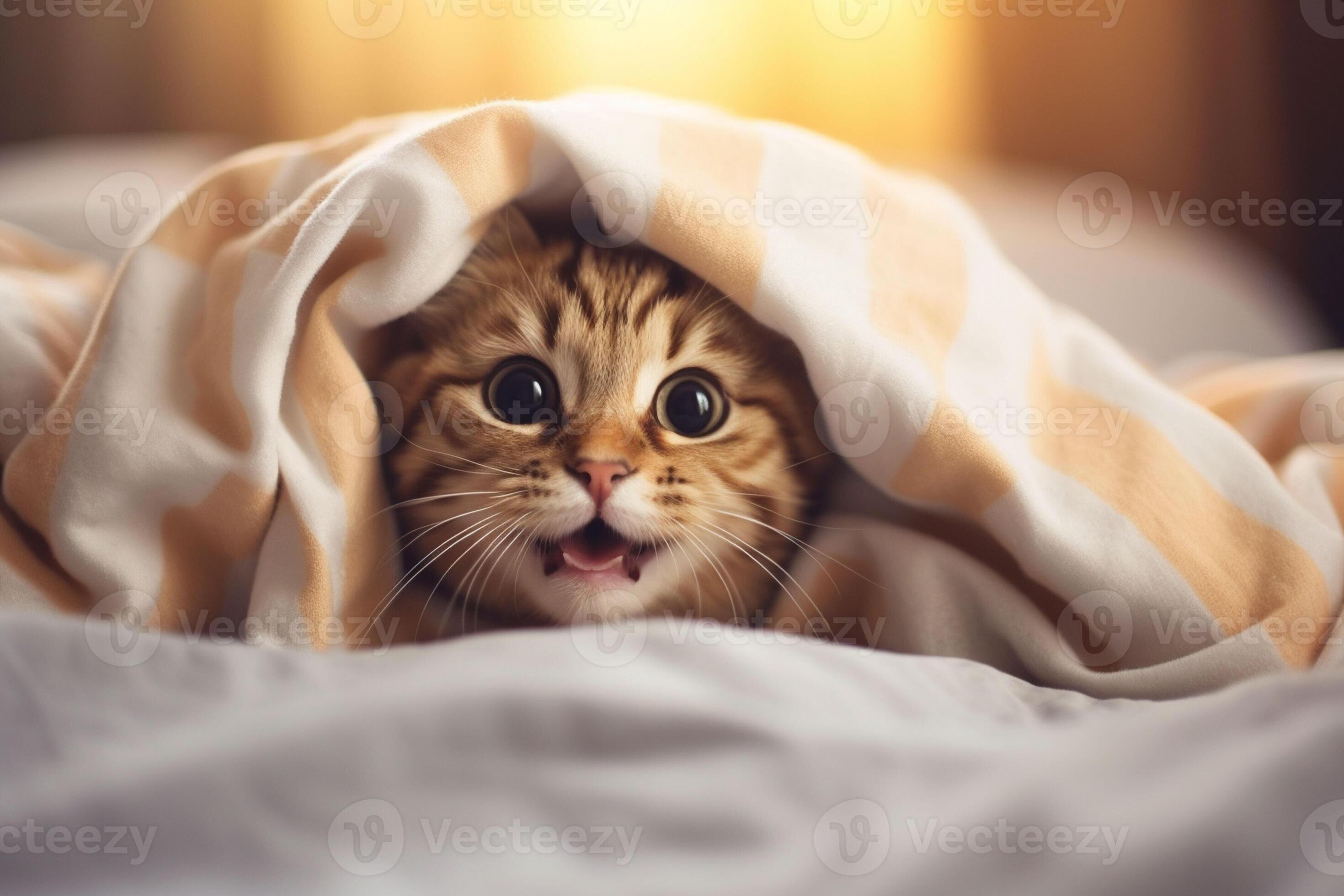 Cute tabby cat hiding under blanket on bed, closeup. Ai generated pro