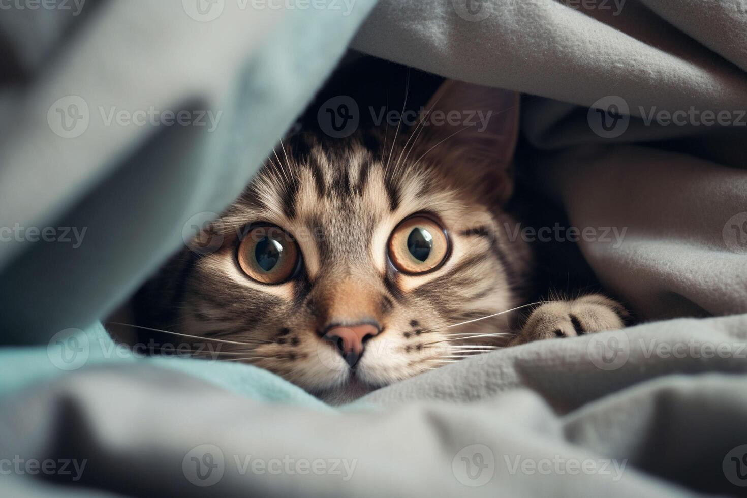 Cute tabby cat hiding under blanket on bed, closeup. Ai generated pro photo 29547649 Stock Photo