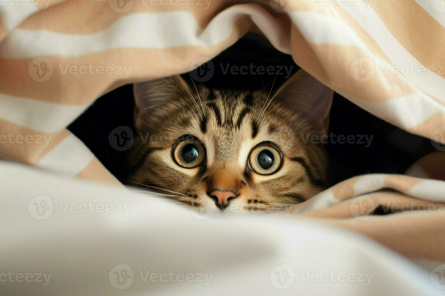 Cute tabby cat hiding under blanket on bed, closeup. Ai generated pro photo