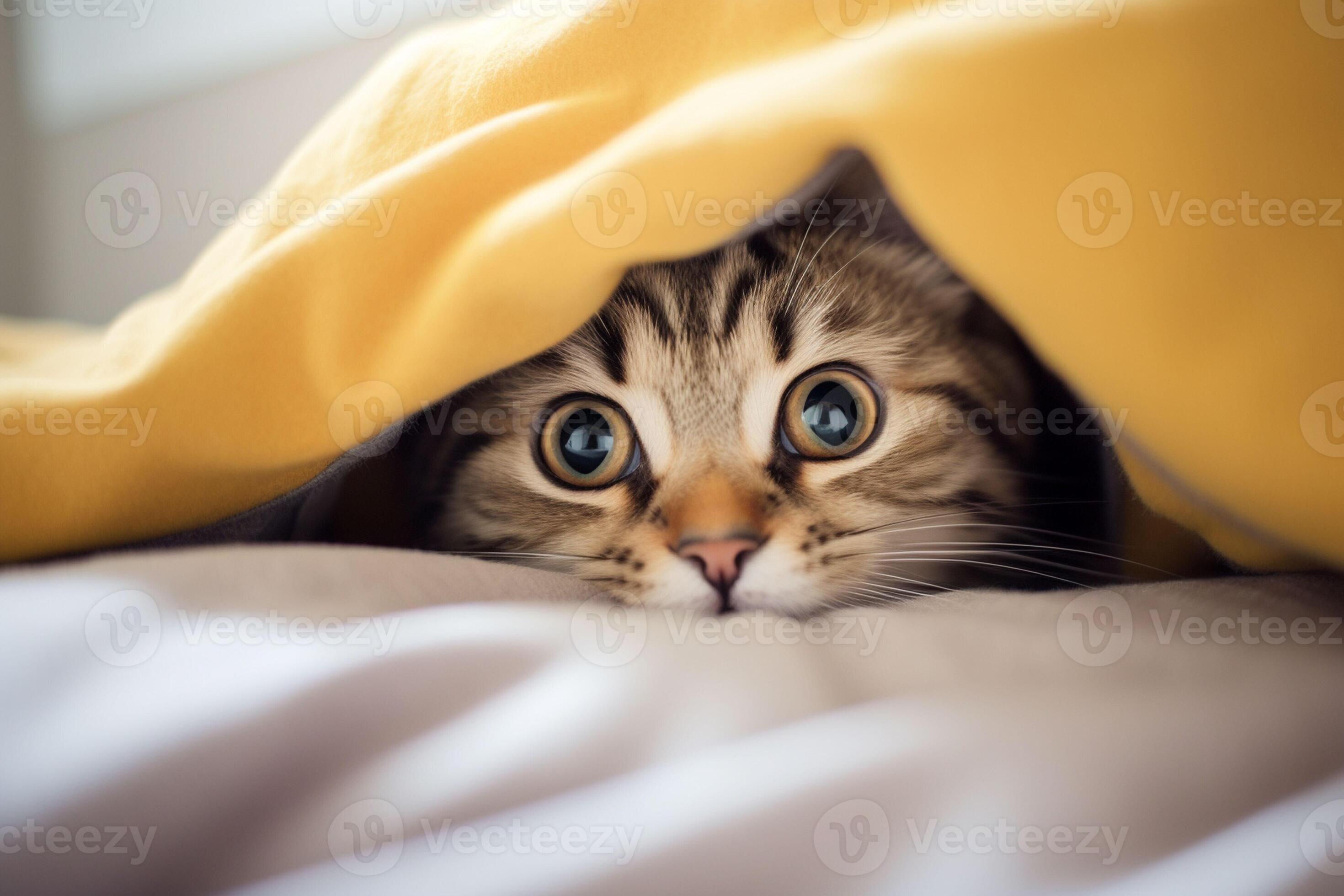 Cute tabby cat hiding under blanket on bed, closeup. Ai generated pro