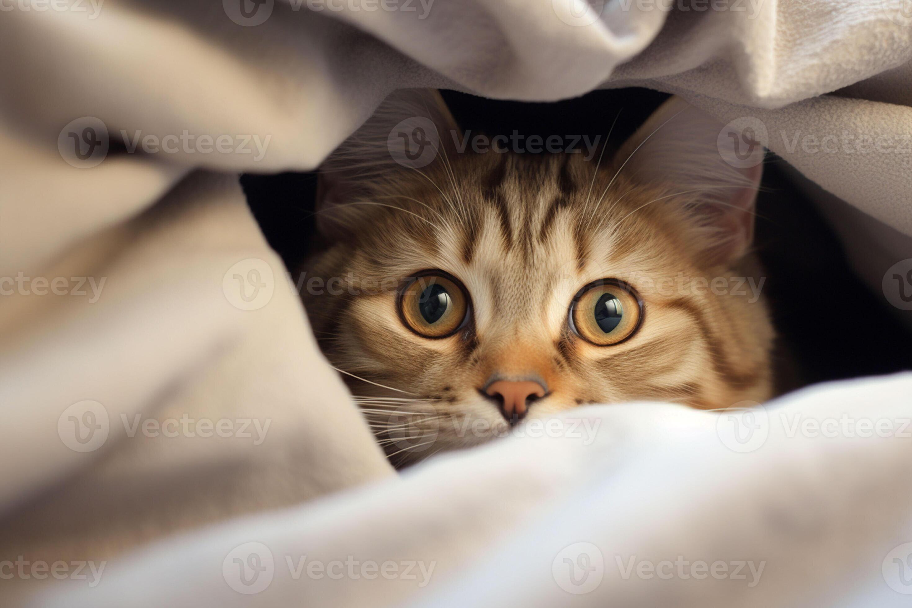 Cute tabby cat hiding under blanket on bed, closeup. Ai generated pro