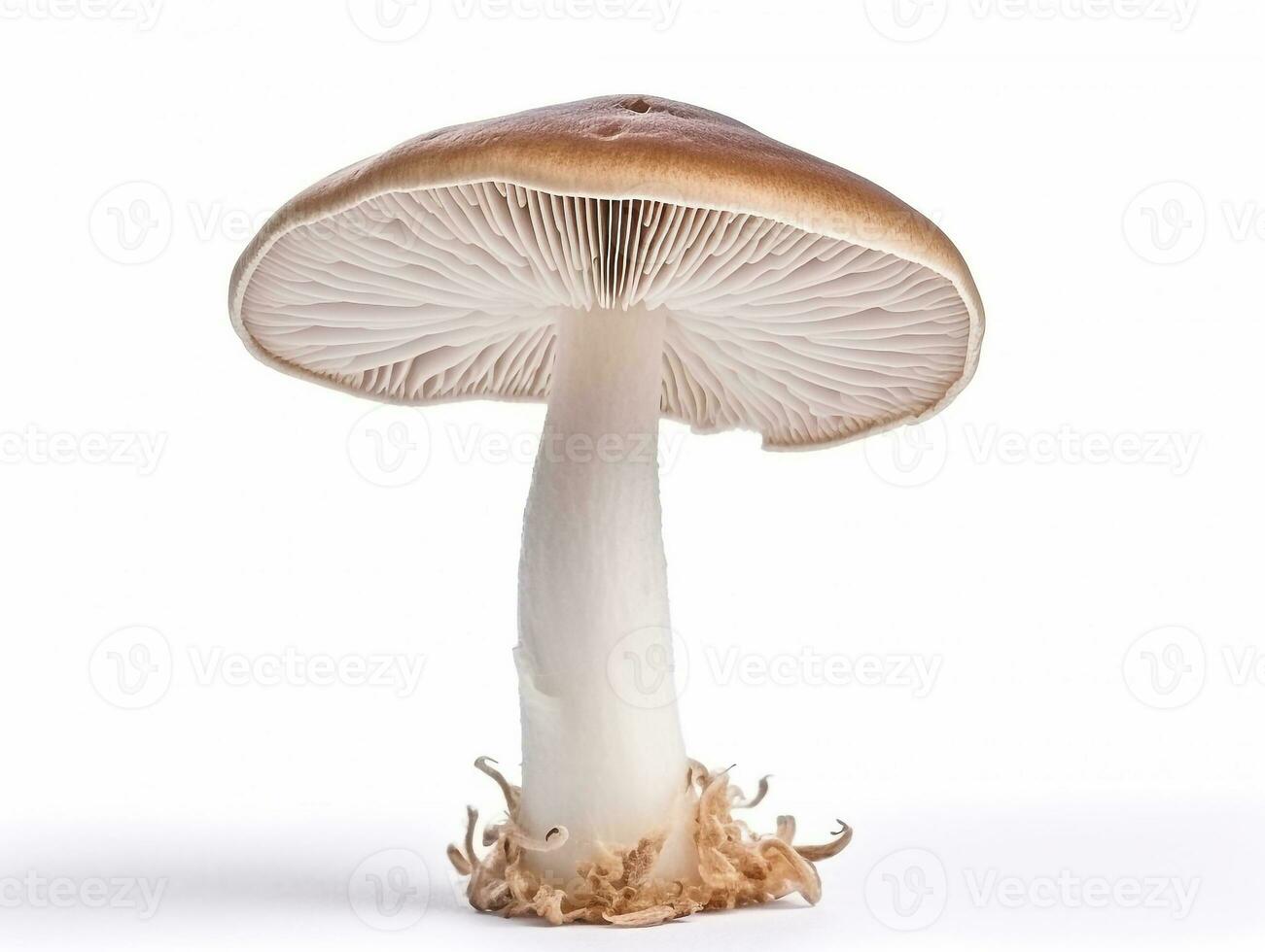 Mushroom isolated on white background .Generative Ai. photo
