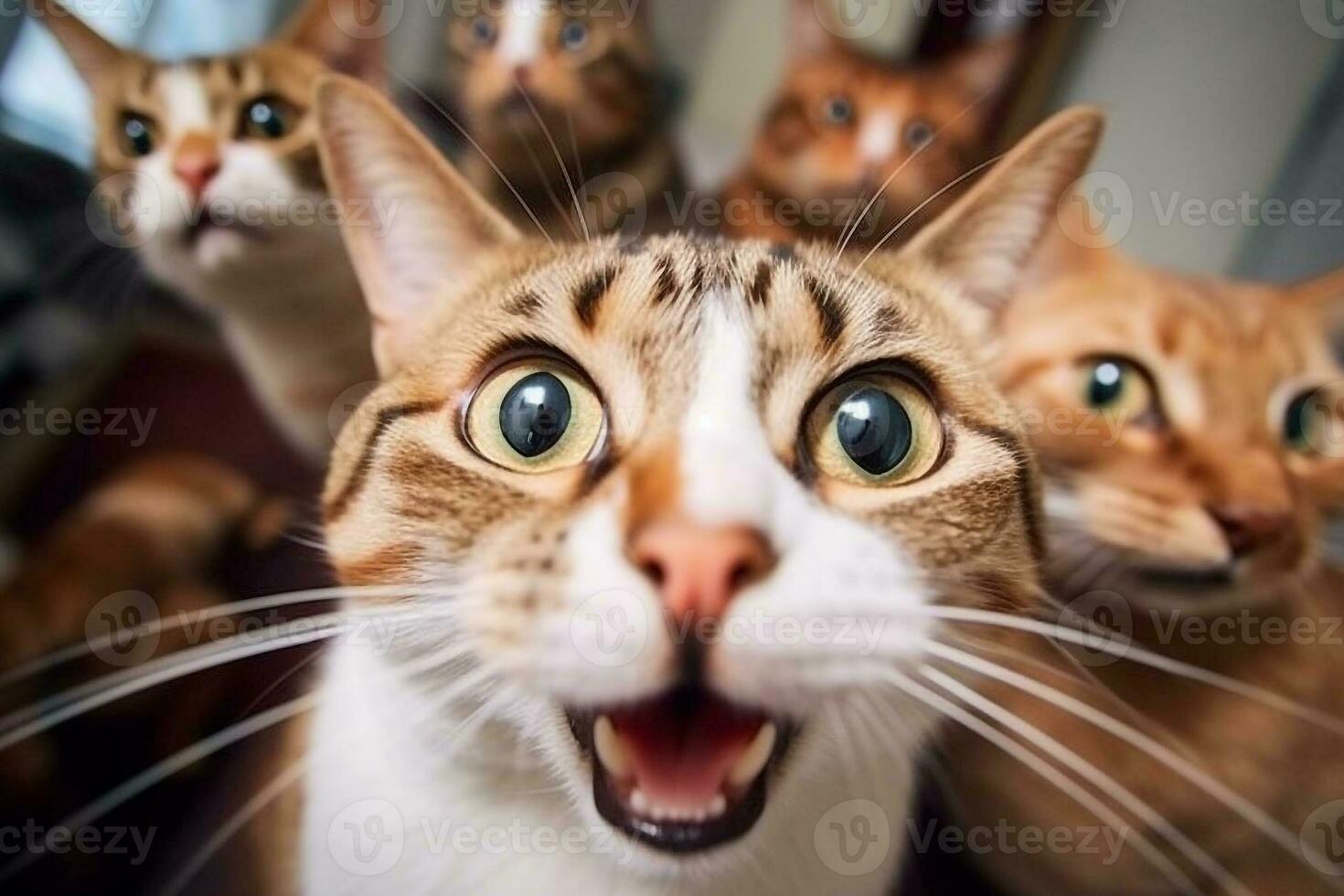 Portraits of cats funny faces.Generative Ai. photo