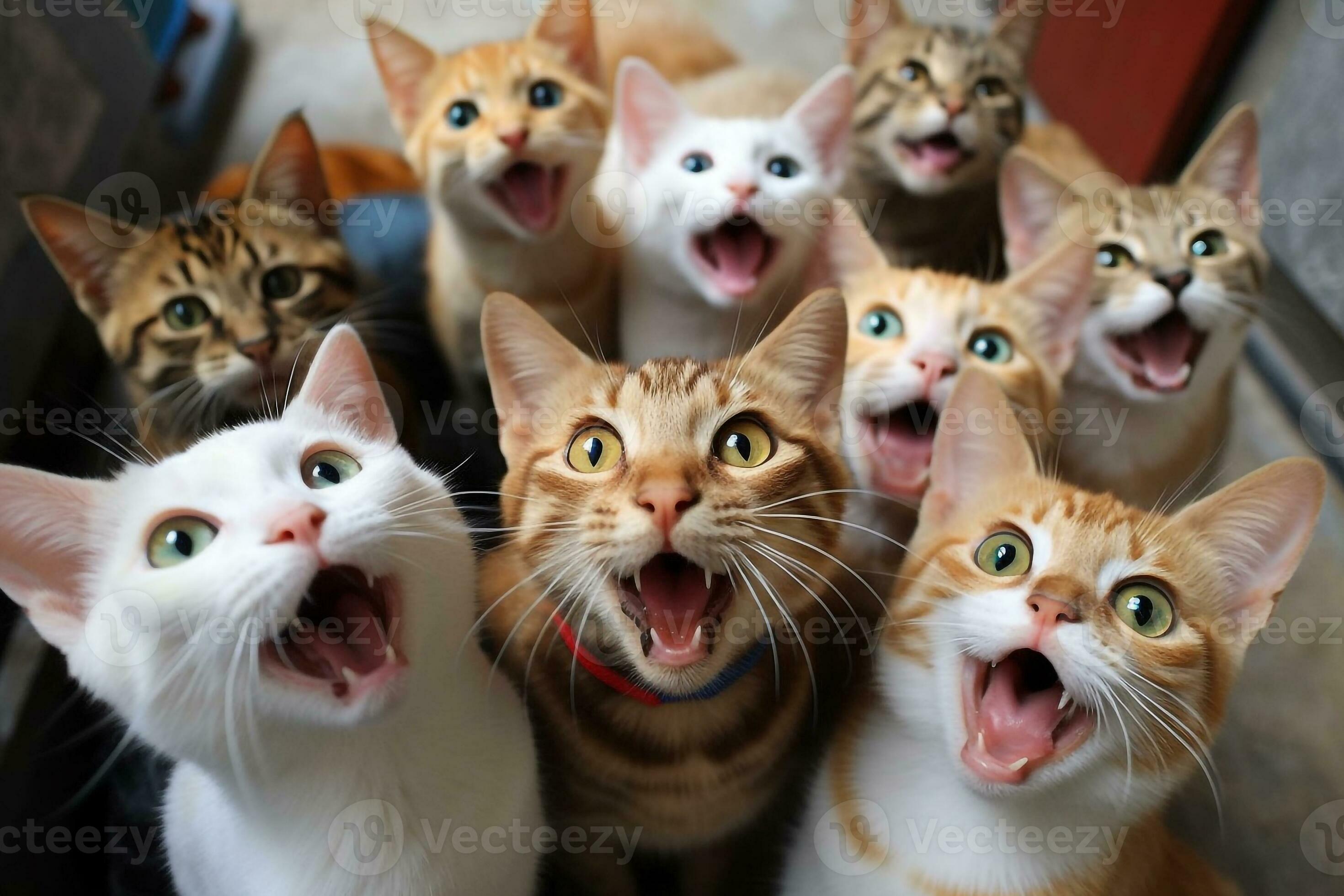 Portraits group of cats funny faces.Generative Ai. 29552914 Stock Photo