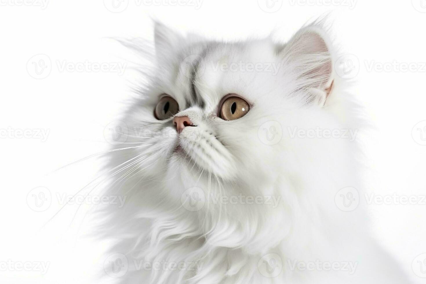 Persian cat on white background.Generative Ai. photo