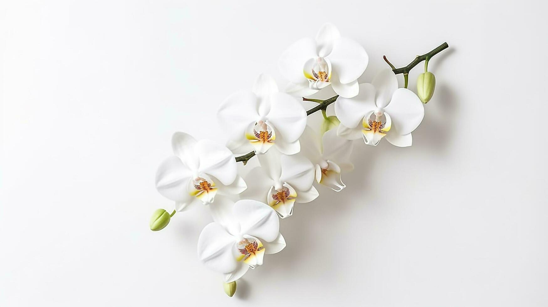 White orchid isolated on white background.Generative Ai. photo
