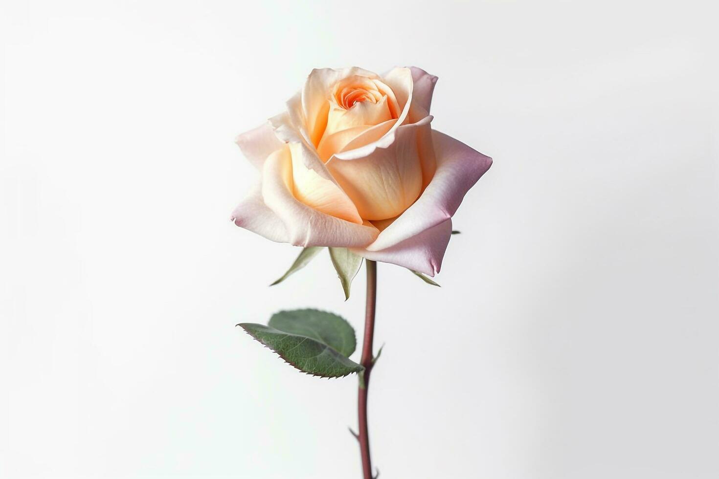 Pink rose on white background.Generative Ai. photo