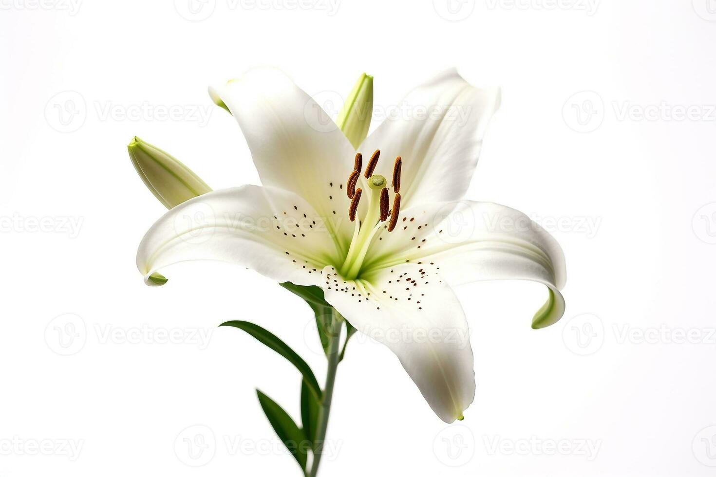 Lily flower isolated on white background.Generative Ai. photo