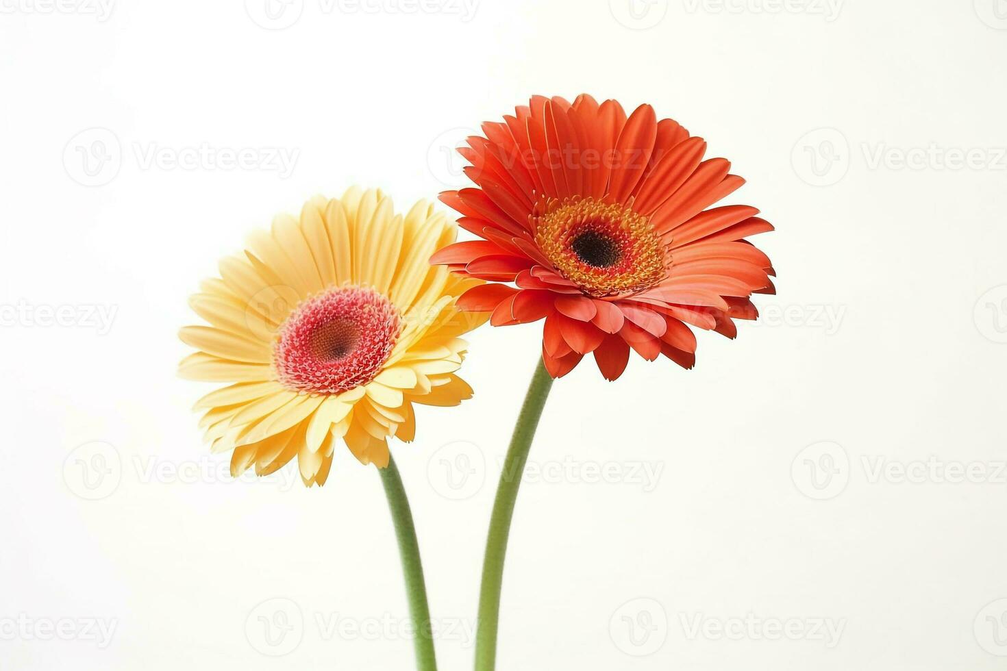 Gerbera flowers isolated on white background.Generative Ai. photo