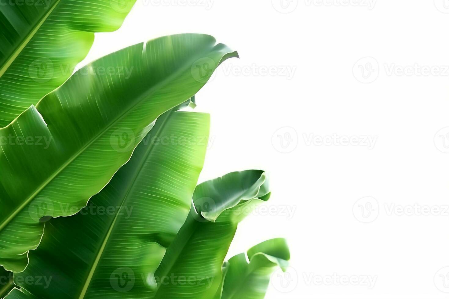 Green banana leaves isolated on white background .Generative Ai. photo