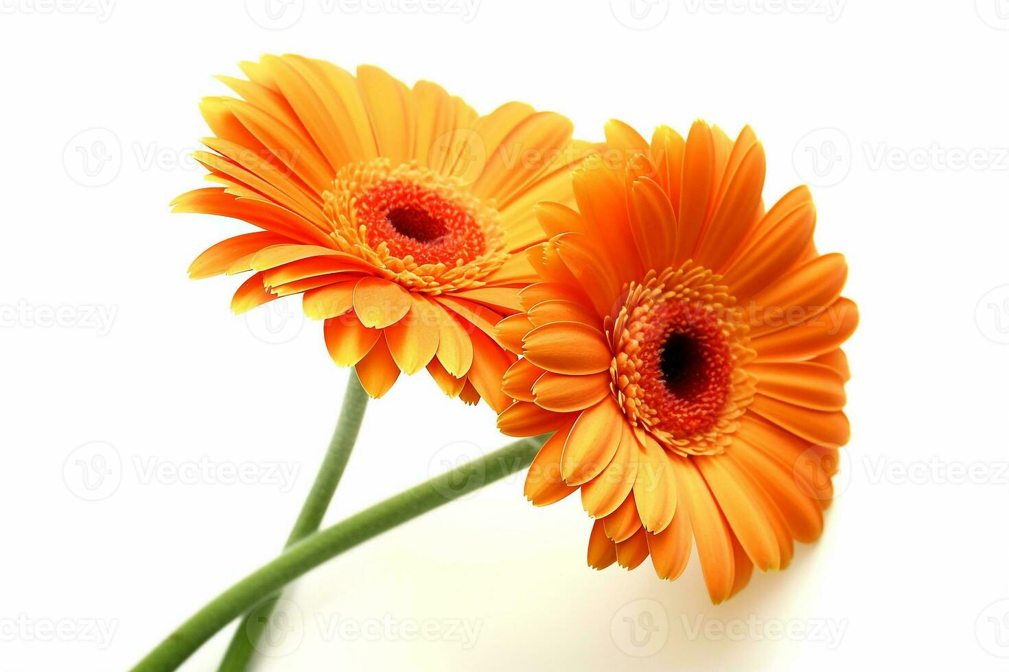 Gerbera flowers isolated on white background.Generative Ai. photo