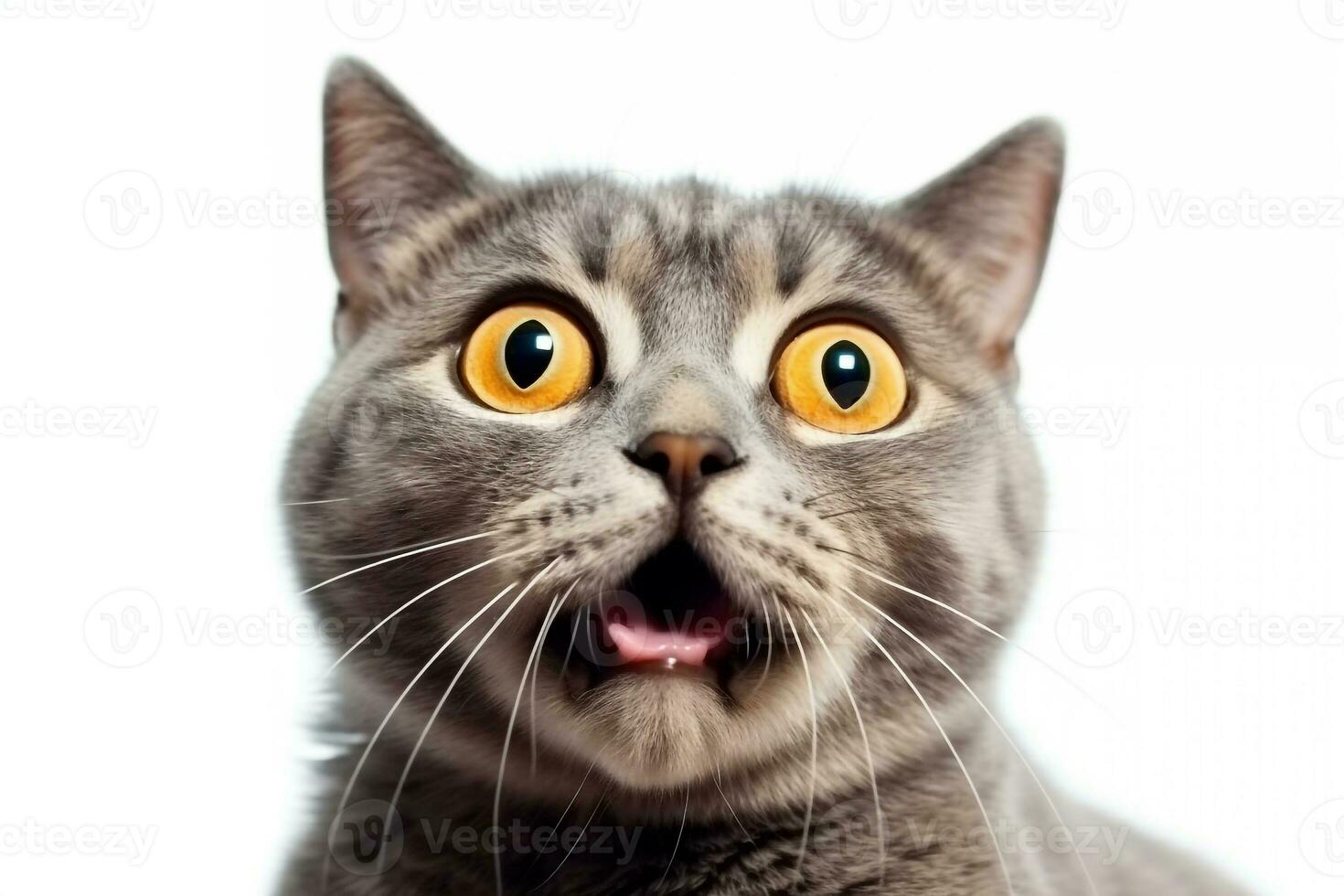 Surprised cat scottish isolated on white background .Generative Ai. photo