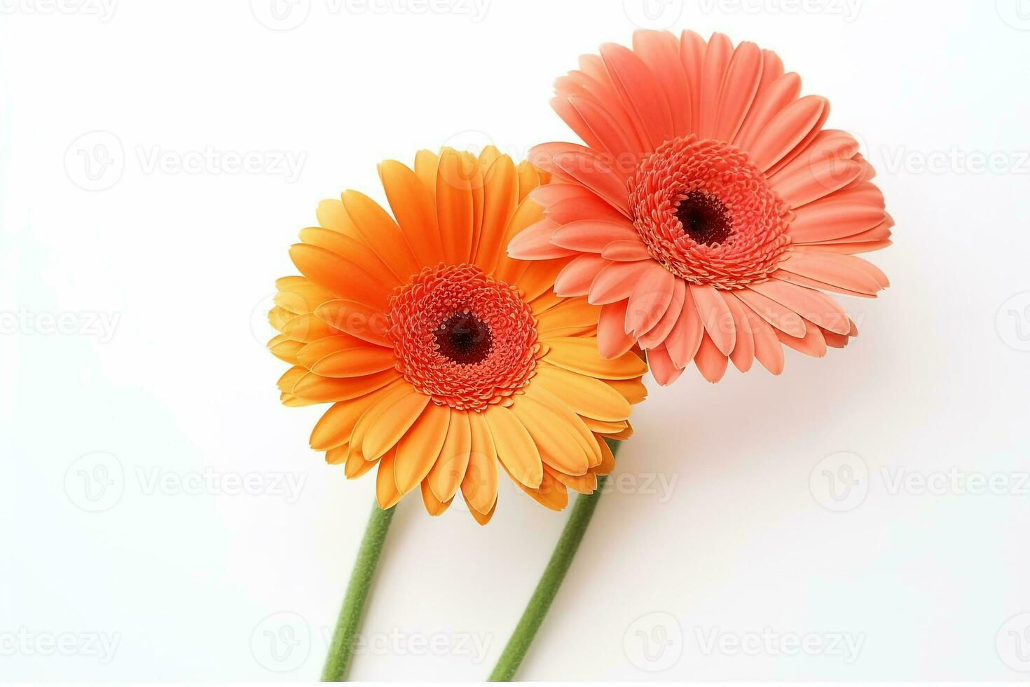 Gerbera flowers isolated on white background.Generative Ai. photo