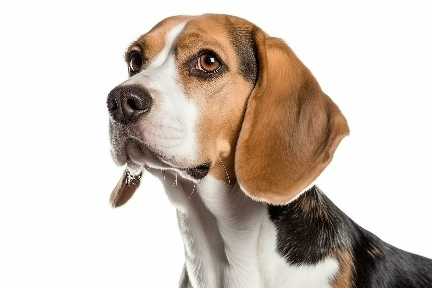 Beagle dog isolated on white background.Generative Ai. photo