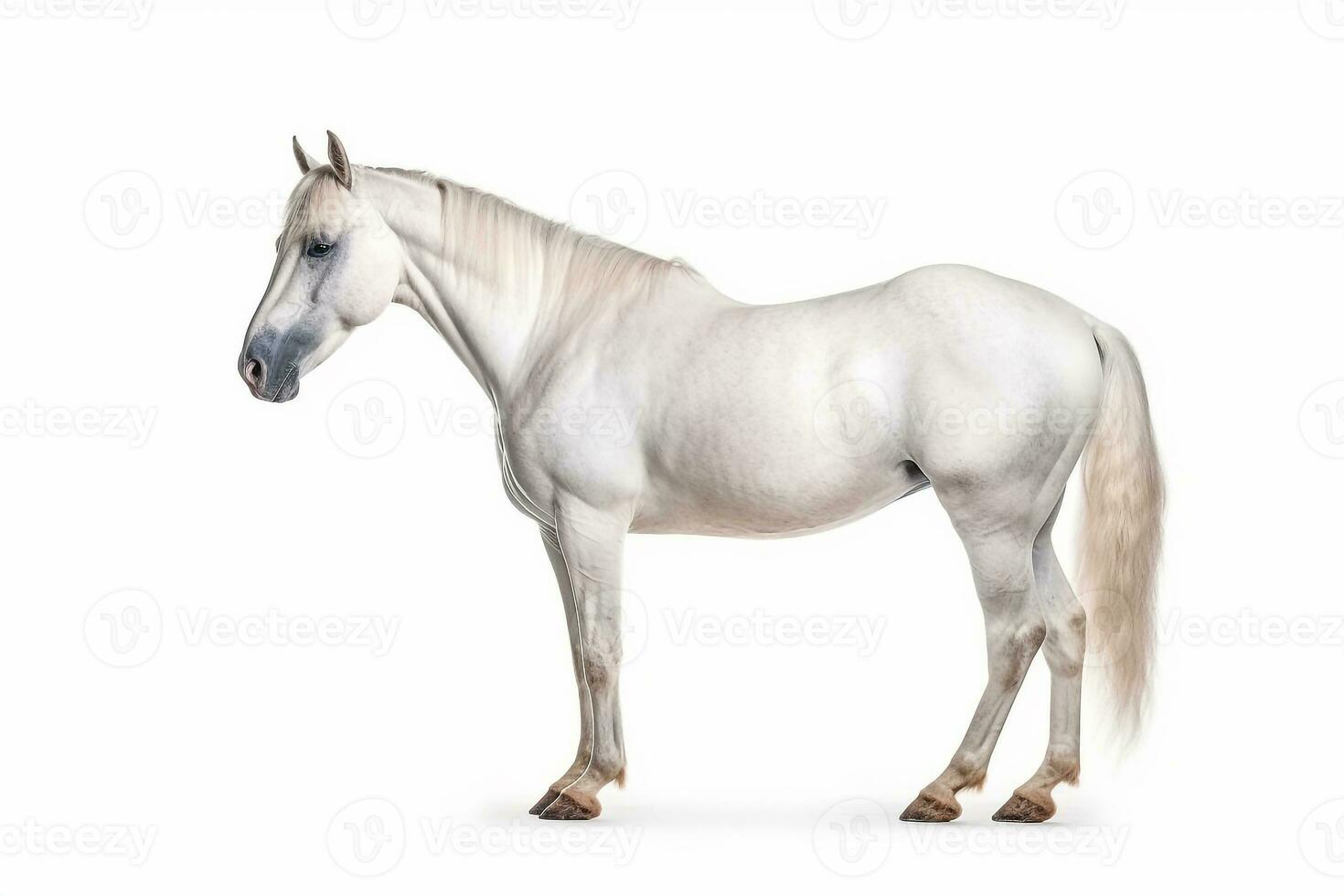 Horse  isolate on white background.Generative Ai. photo