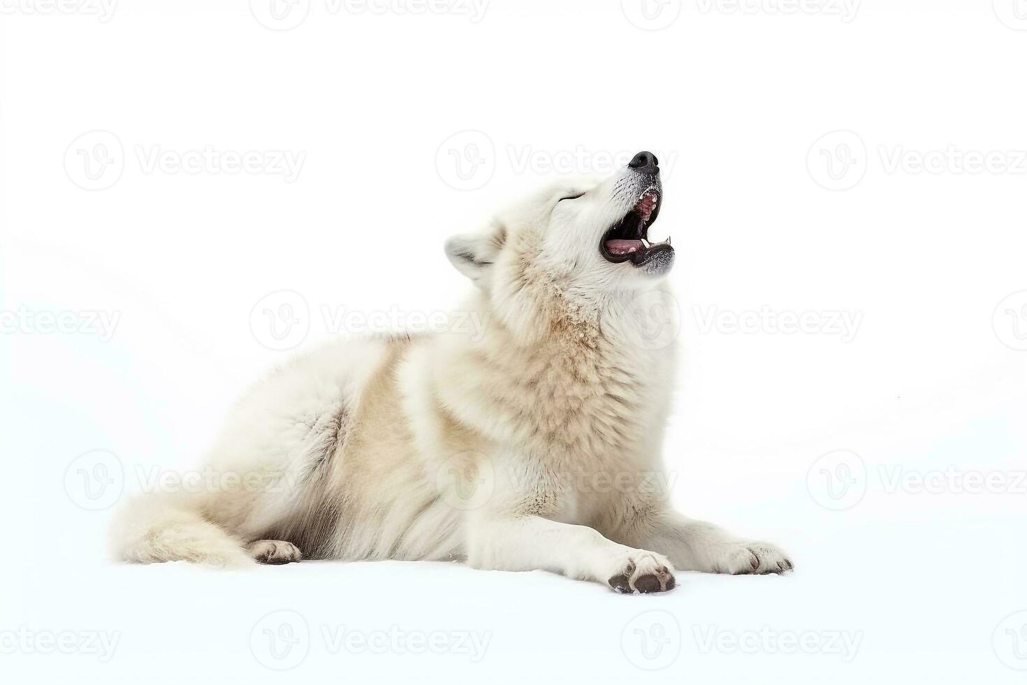 Howling white wolf isolated on white background.Generative Ai. photo