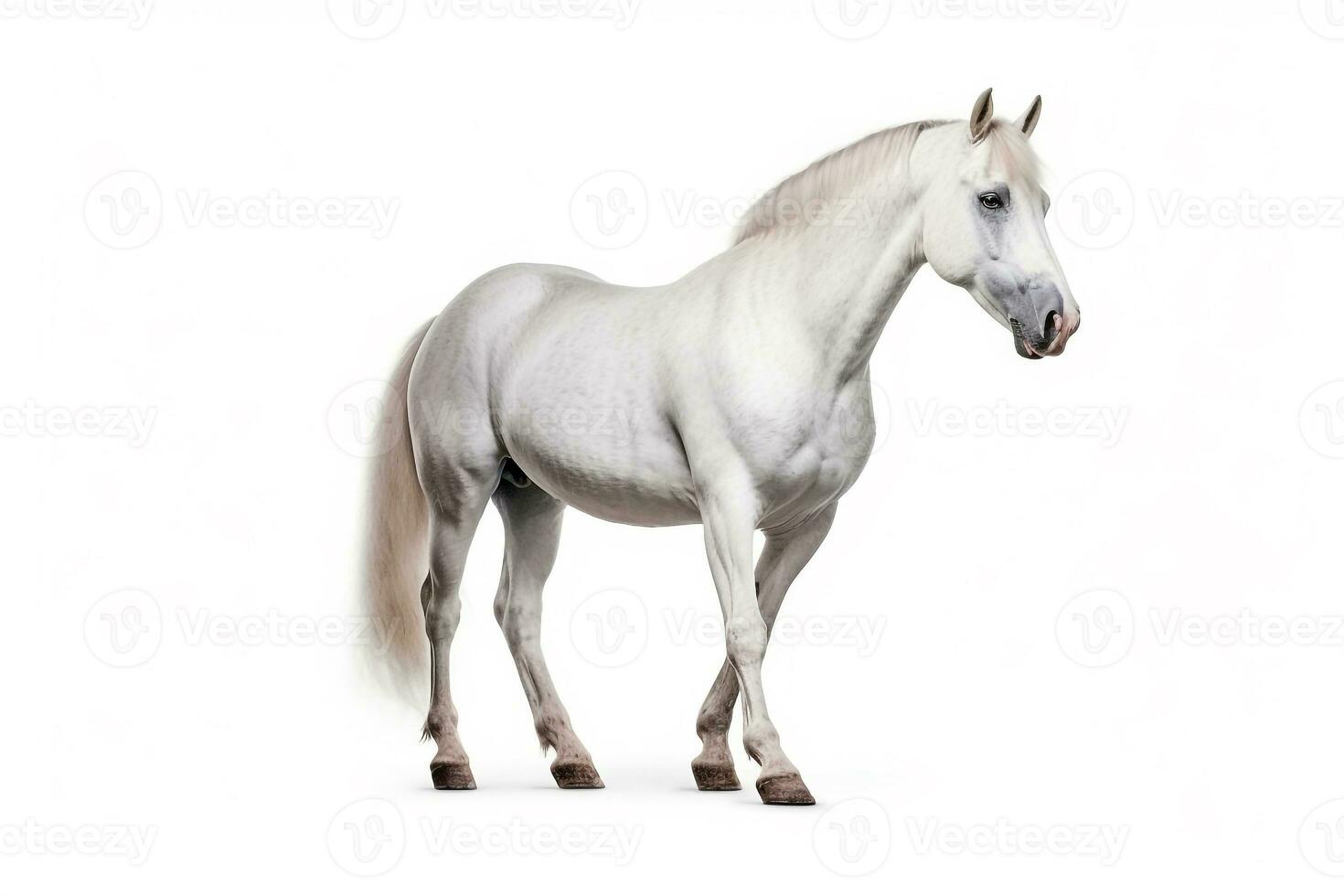 Horse  isolate on white background.Generative Ai. photo