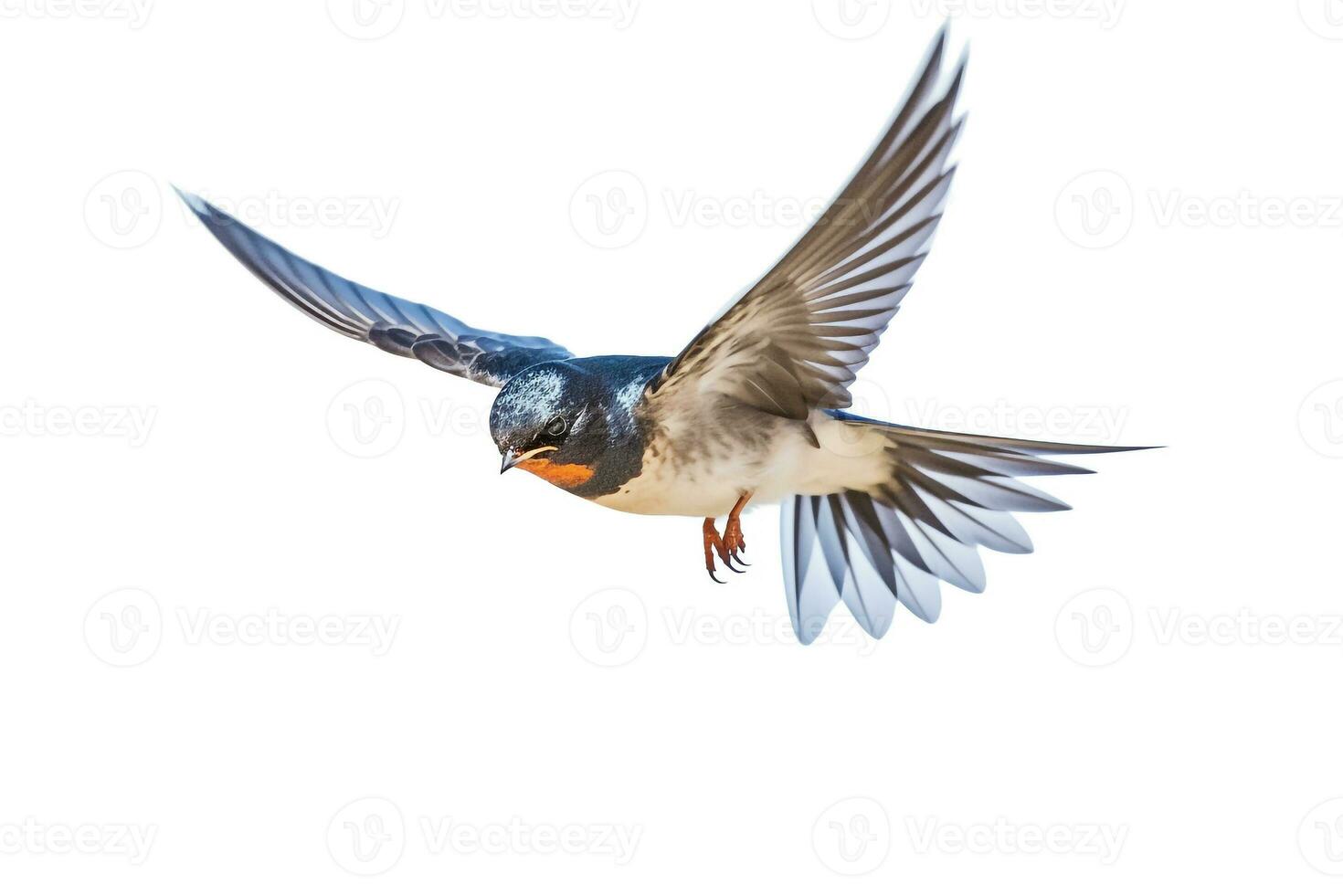 Swallow flying isolated on white background.Generative Ai. photo