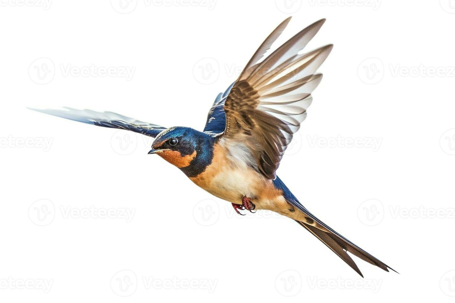 Swallow flying isolated on white background.Generative Ai. photo