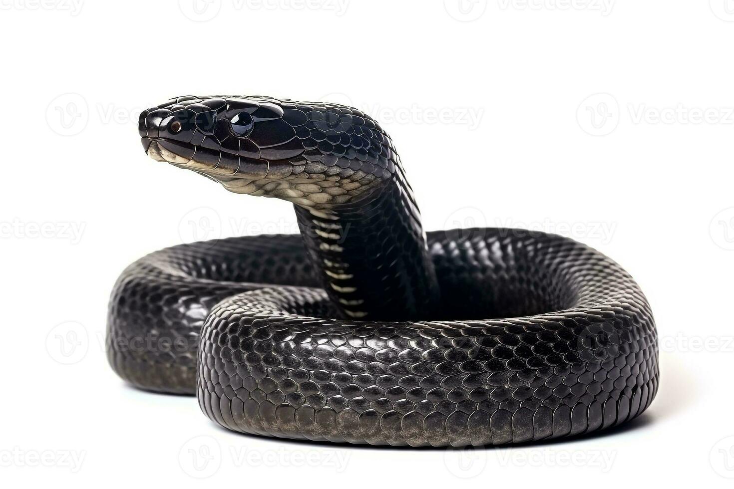 King cobra isolated on white background.Generative Ai. photo