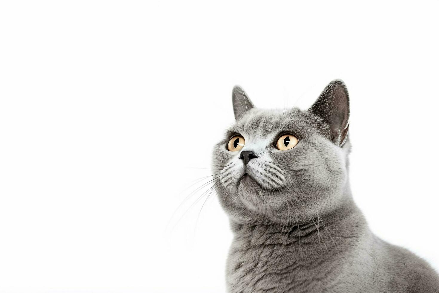 British short hair cat isolated on white background.Generative Ai. photo